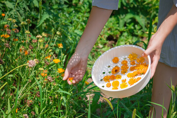 Beautiful Pot marigold.Close up of Colorful Pot Marigold flower. Yellow Flower against Green Leaves