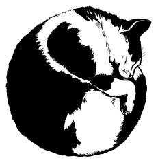 Cat. Isolated illustration of a sleeping cat on a white background. Pet.