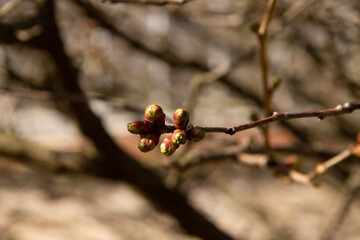 in early spring , a branch with young leaves