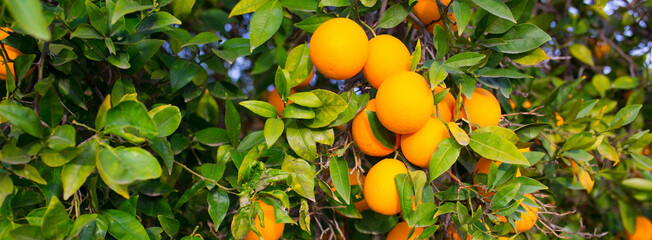 Oranges harvest on the plantation in the garden. Citrus trees with mandarins and lemons. Ripe...