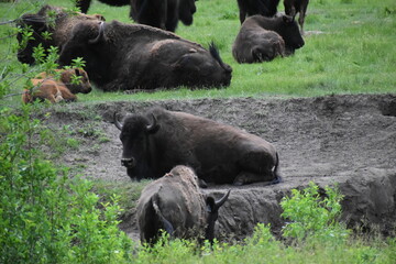 A herd of Bison in South Dakota