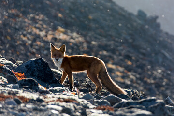 Fuchs auf Kamtschatka