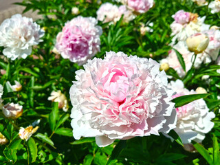 Large beautiful fragrant pink peony flower