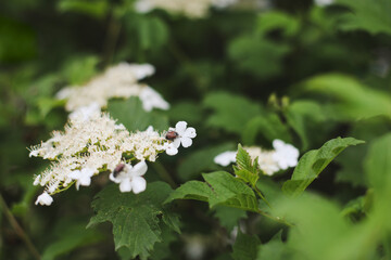 Flowering blossoming viburnum. Decorative shrub. Nature background