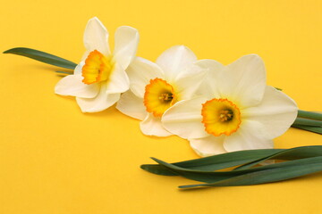 Fototapeta na wymiar Narcissus flowers lie on a yellow background.