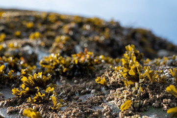 Rockweed seaweed growing