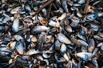 Mussel shells on beach