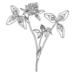 Clover flowers with leaves, healing herbs, drawing. Wild healing plants. Botanical hand drawing illustration. Pharmacy herbs. Vector outlines isolated on a white background. - obrazy, fototapety, plakaty
