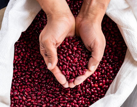 Red beans in the hands of the farmer in the Colombian market square - Vigna angularis