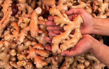 Zingiber officinale - Ginger roots in hands
