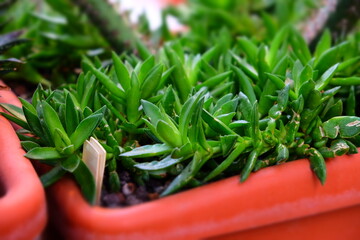 small tropical succulents grow in a pot, selective focus