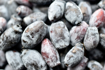 Dark purple fruits honeysuckle berries in a bunch close-up