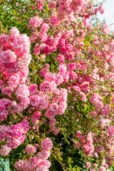 Pink roses climbing on the fence. Bush of a pink garden rose.
