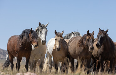 Obraz premium Wild Horses in Springtime in the Utah Desert
