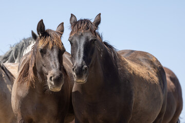 Plakat Wild Horses in Springtime in the Utah Desert
