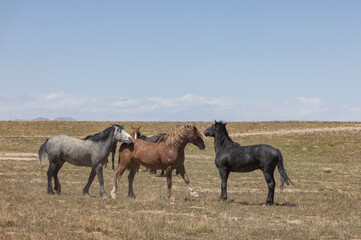 Wild Horses in Springtime in the Utah Desert