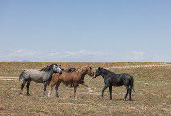 Naklejka na ściany i meble Wild Horses in Springtime in the Utah Desert
