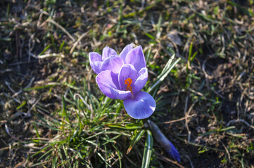 Crocus Spring Flowers