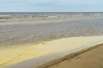 Meer mit Blütenstaub bedeckt - Ostsee in Jūrmala in Lettland