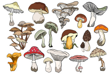 mushrooms and toadstools - obrazy, fototapety, plakaty