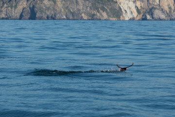 Fototapeta premium Wasservogel bei der Landung