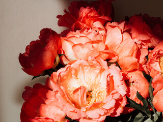 Bouquet of coral-colored peonies in glass jar in sunlight on white background.