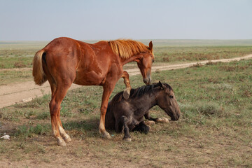 Two horses in the steppe. Romantic plot