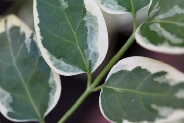 Green leaf with white edges close up