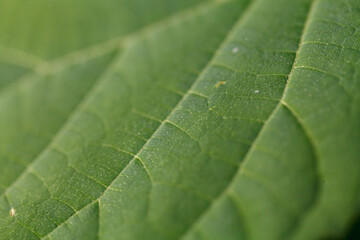 Green leaf plant macro photography