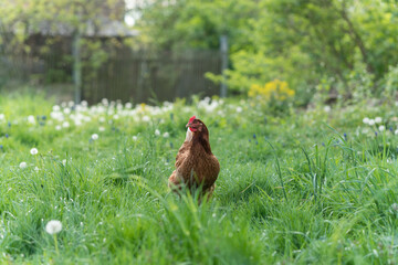 chicken in grass on a farm. Hen on a traditional free range poultry organic farm grazing on the grass
