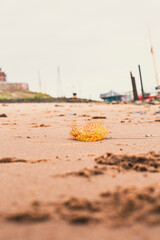 Strandgut