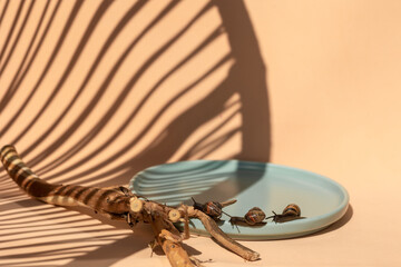 Garden snails crawling on blue plate on beige background. Beautiful shadows and eco driftwood. High quality photo