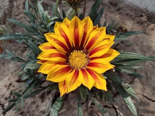 yellow flower in the garden