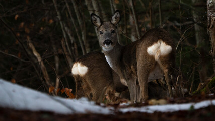 Naklejka premium Reh im Wald