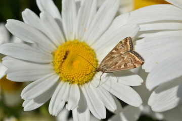 Fototapeta premium The butterfly of the meadow moth Loxostege sticticalis on a daisy in summer