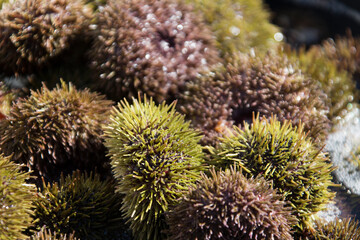 Frische Seeigel aus dem Pazifik