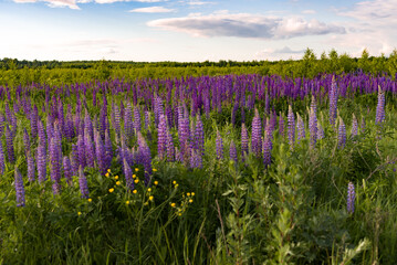 lupins field in the area