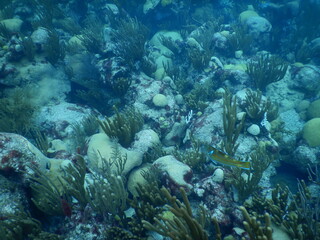 Fototapeta na wymiar Undersea