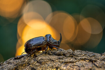 Oryctes nasicornis (Linnaeus, 1758) - European rhinoceros beetle - Nashornkaefer