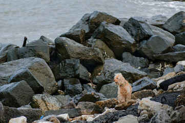 sea lion on rocks