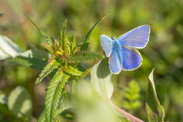 Common Blue (Polyommatus icarus) butterfly male resting on a plant in the dunes with open wings