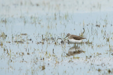 Green Sandpiper (Tringa ochropus) standing in a small pool in the dunes