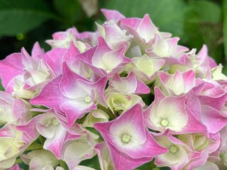 Helle Hortensienblüte blüht auf Makro