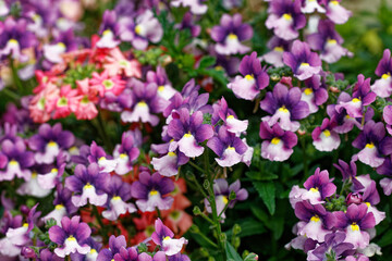 Obraz premium flowers in the garden