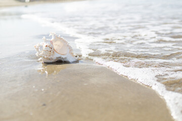 砂浜と貝がら
