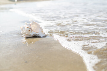砂浜と貝がら