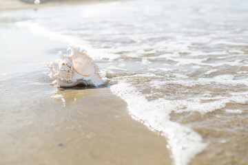 砂浜と貝がら