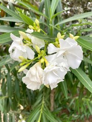 white flowers in the garden