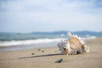 砂浜と貝がら