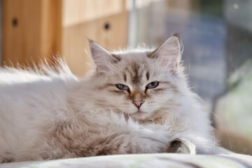 Beautiful young Neva masquerade Siberian kitten with blue eyes